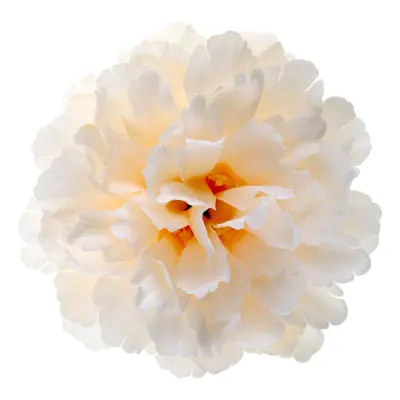 Bordsdekoration Pion Elfenben - 4-pack