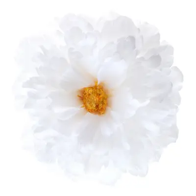 Bordsdekoration Pion Vit - 4-pack