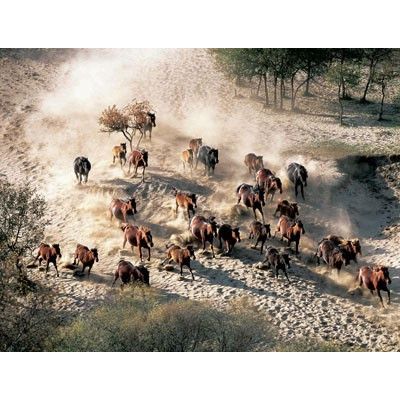 Pussel 280 bitar Flera olika motiv : Model - Hästhjord