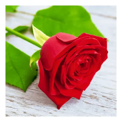 Servetter Ros - 20-pack